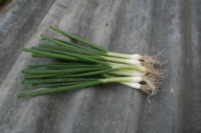 Picture of Salad Onion Eiffel